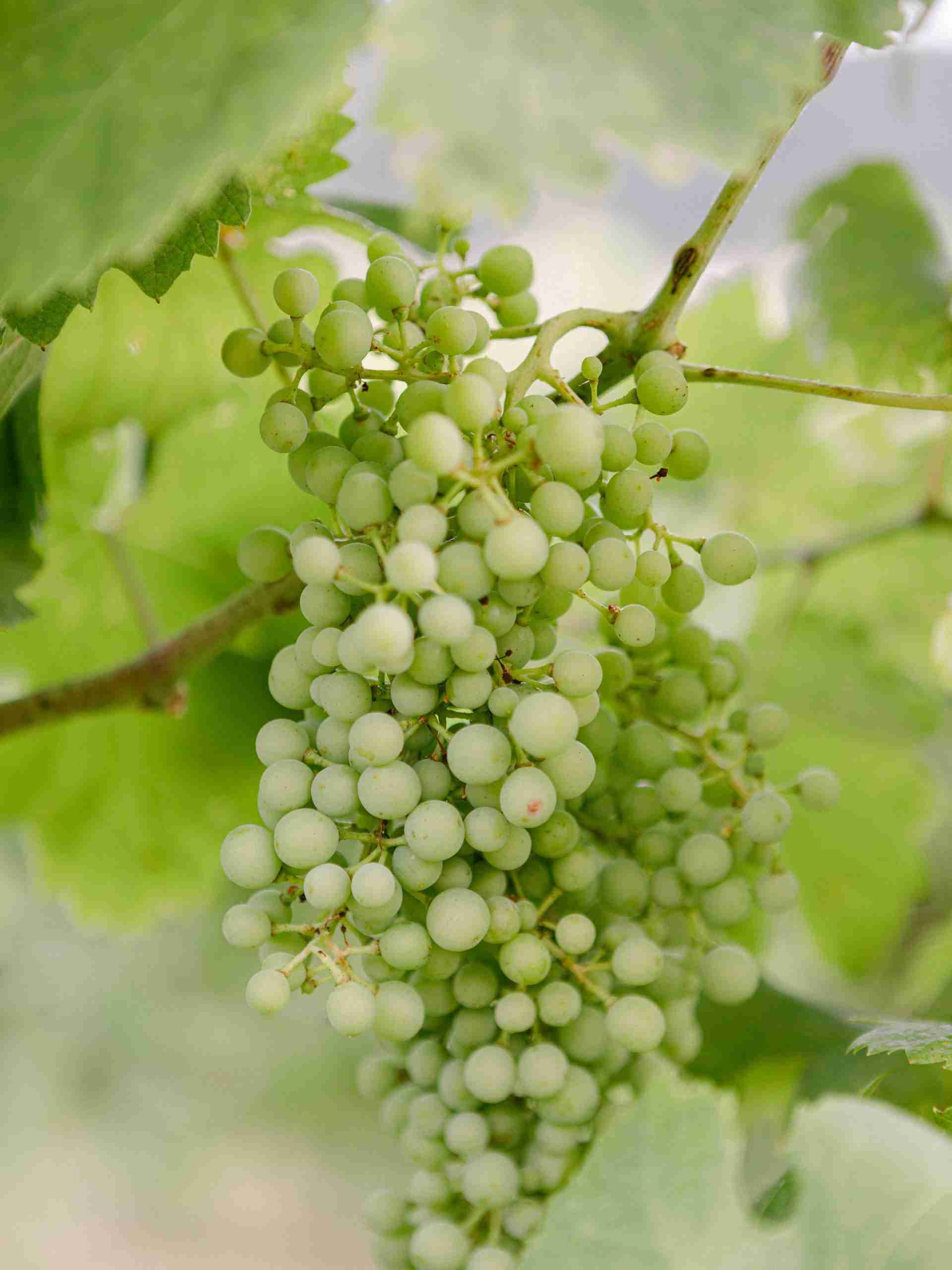 Venice Elopement Photographer, Camilla M, How Many Hours Should You Hire An Elopement Photographer For?